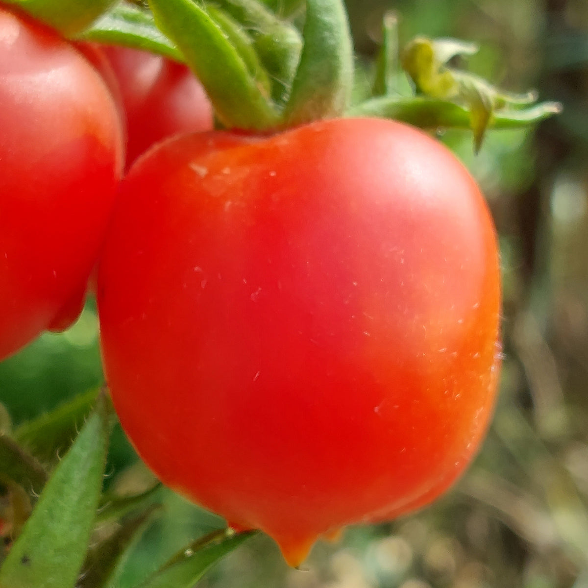 Tomato Heart Shape Seeds ( Red Color )