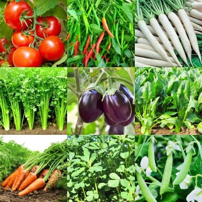 Pack of 9 Variety Seeds(Winter Season Special)