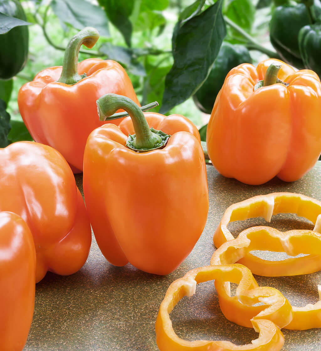 Shimla Mirch/Capsicum Orange F1 Hybrid seeds(Bell pepper)