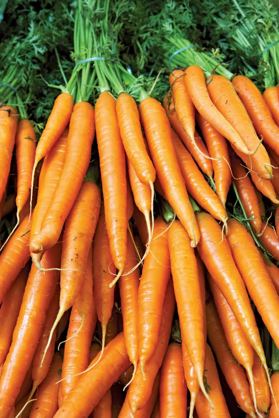 Carrot/गाजर Early(अगेती) Gold Imported seeds