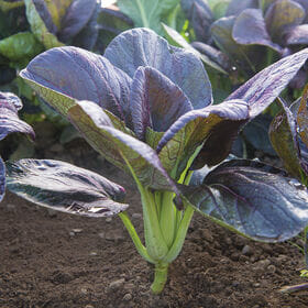 Pak Choi/ Pak Choy/Bok choi Lavender F1 Hybrid Purple Seeds