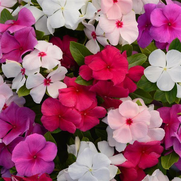 Vinca rosea Dwarf Mixed