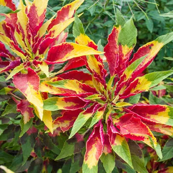 Amaranthus Tricolor Molten Fire OP Mix Seeds