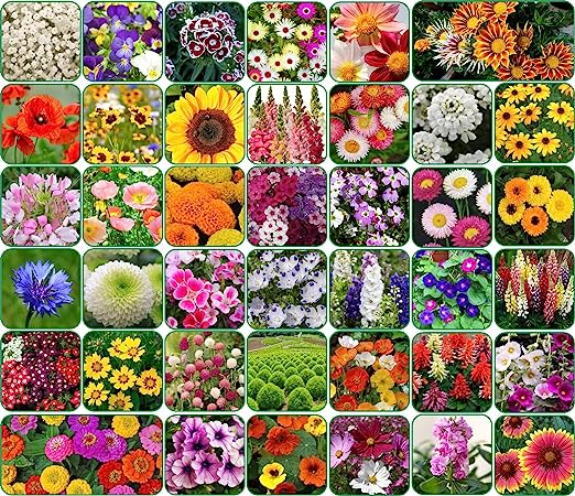 Flower Seeds Combo of 40 Varieties  For Your Garden