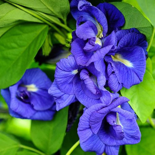 Aprajita/अपराजिता Blue Pea Flower Seeds