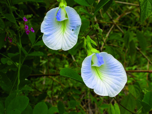Aprajita Light Blue Colour Flower seeds(rare seeds)