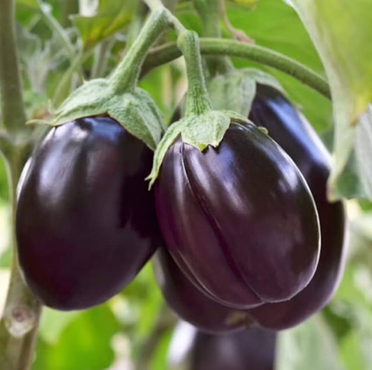BRINJAL(बैगन) Dark Purple Seeds