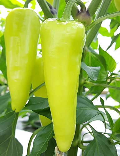 Chilli Banana Pepper Seeds/Bajji Chilli