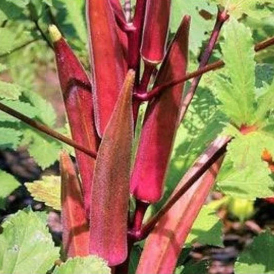 Bhindi Okra Red Seeds (लाल भिंडी के बीज )