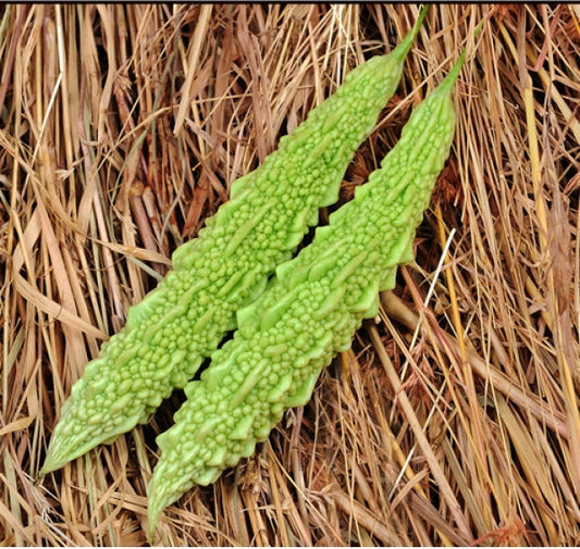 Bitter Gourd/करेला  Light Green(whitish) Seeds