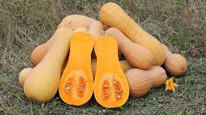 BUTTERNUT F1 Hybrid CALIFORNIA Squash Imported Seeds