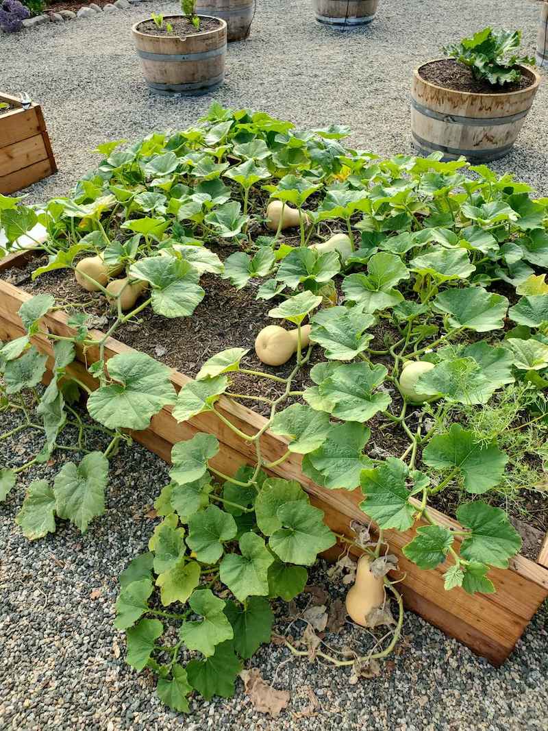 BUTTERNUT F1 Hybrid CALIFORNIA Squash Imported Seeds