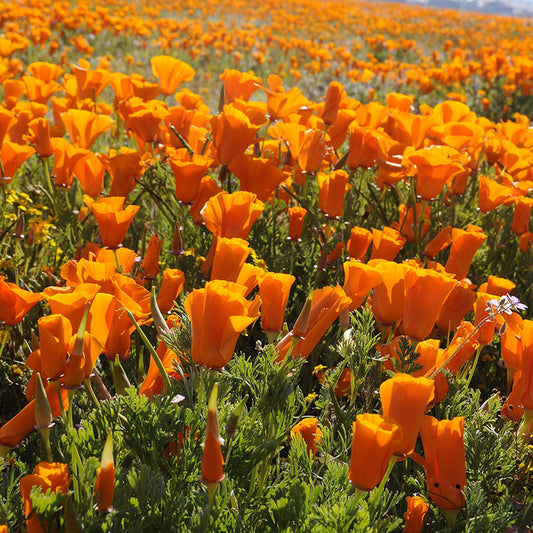 California Poppy Mix Seeds (Gardening Centre)