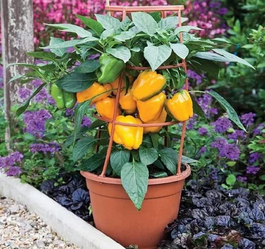 Shimla Mirch/Capsicum Orange F1 Hybrid seeds(Bell pepper)
