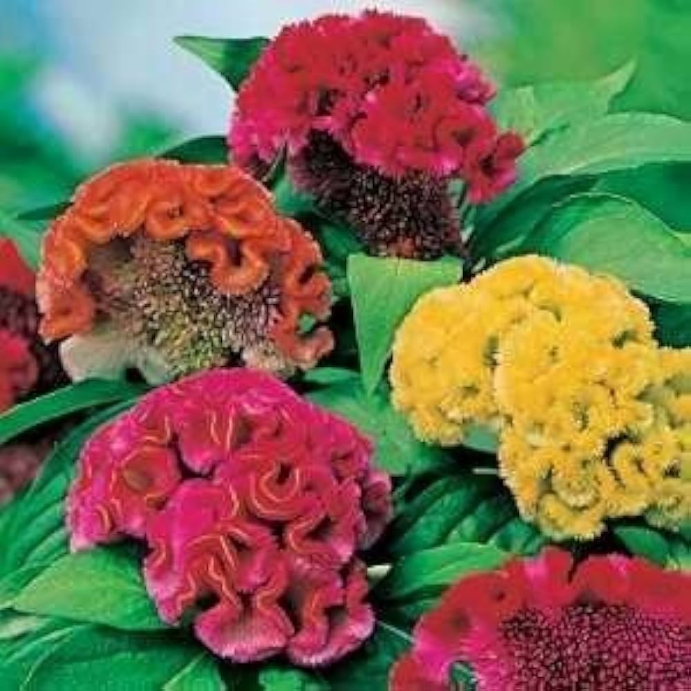 Celosia Cockscomb Dwarf OP Mix Seeds