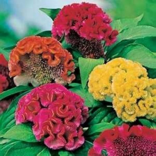 Celosia Cockscomb Dwarf OP Mix Seeds