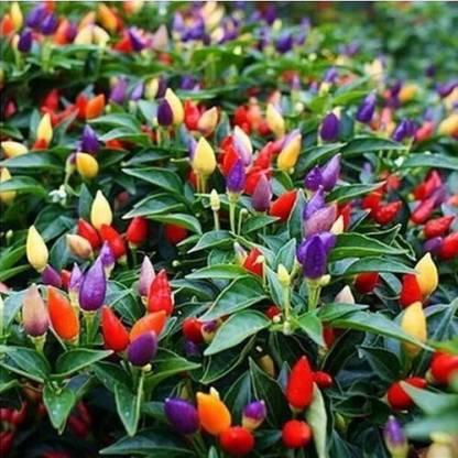 Ornamentail Chili / Mirch Seeds