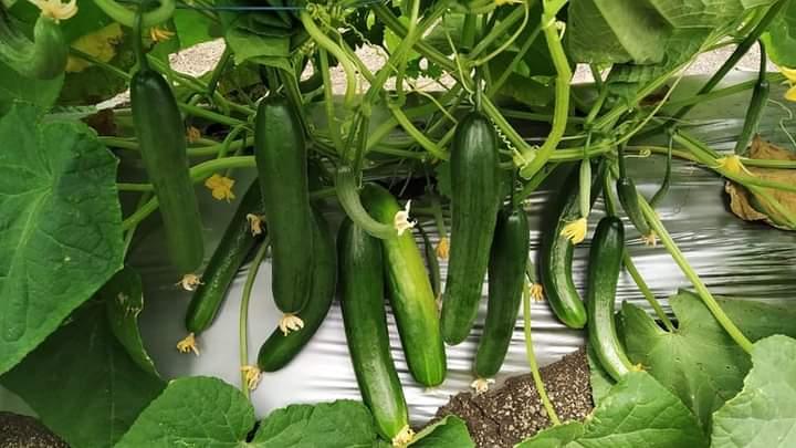 Cucumber/Kheera American Dark glossy Green (खीरा के बीज)