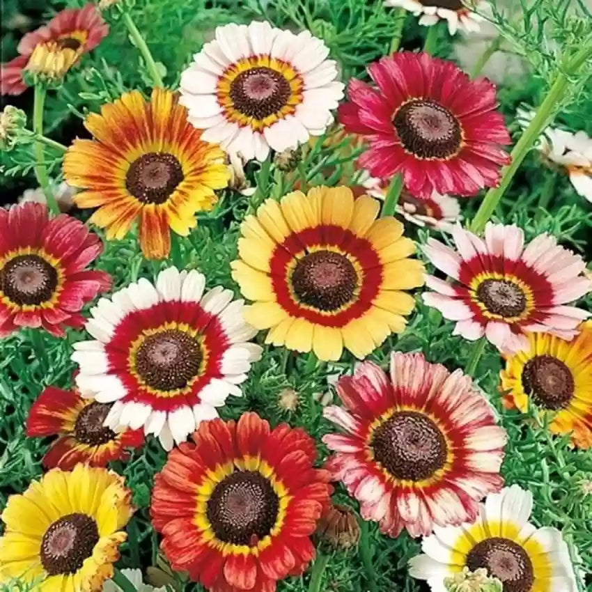 Painted daisy (Chrysanthemum carinatum) Mix Seeds (Gardening Centre)