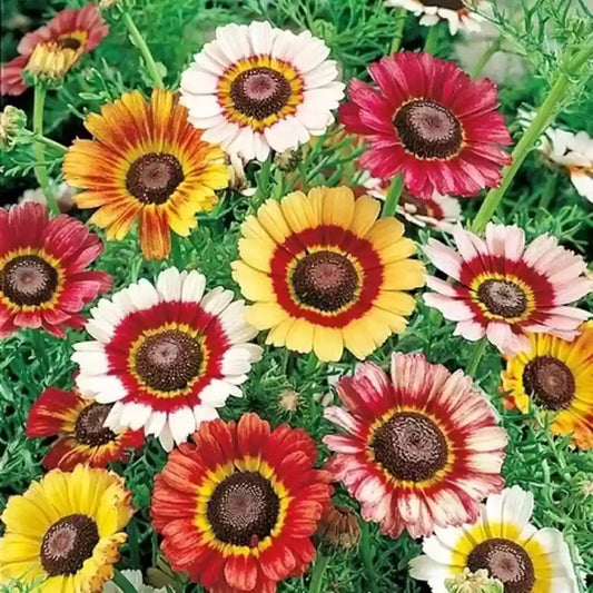 Painted daisy (Chrysanthemum carinatum) Mix Seeds (Gardening Centre)