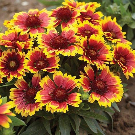 Gaillardia aristata Mix seeds