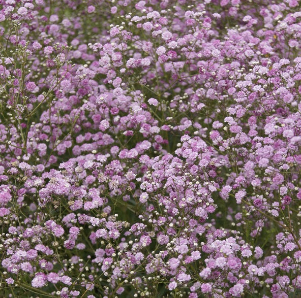 Gypsophila Elegans Pink (Gardening centre)