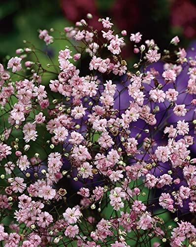 Gypsophila Elegans Pink (Gardening centre)