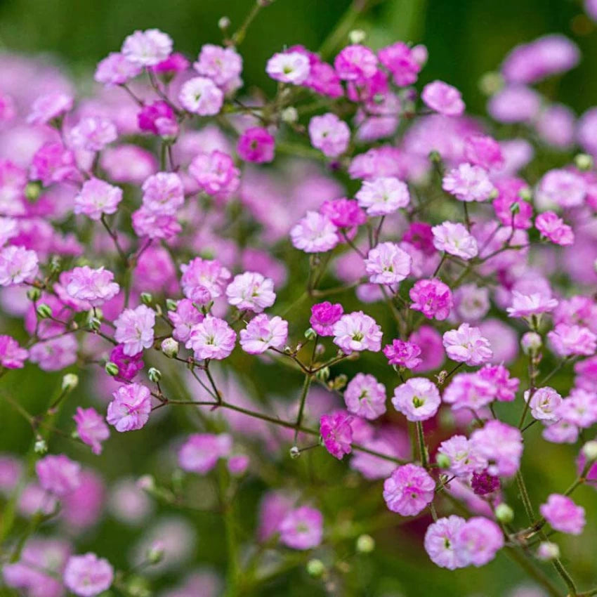 Gypsophila Elegans Pink (Gardening centre)
