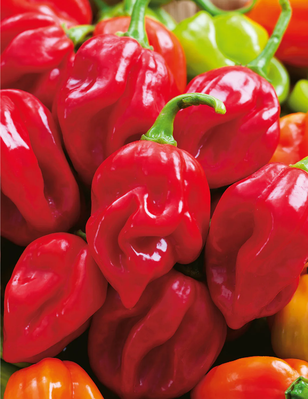 Red Habanero Chili Seeds