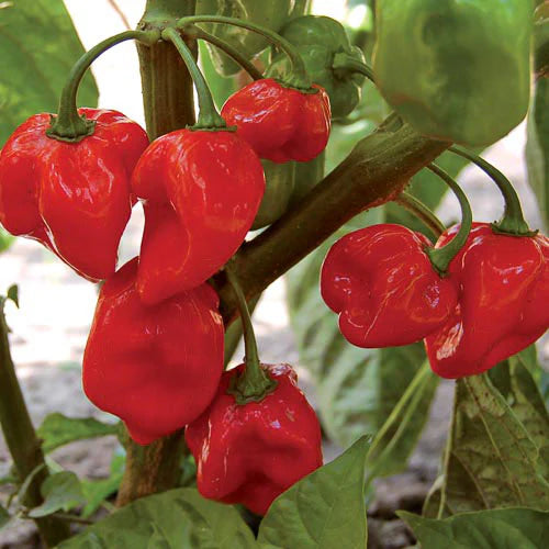 Red Habanero Chili Seeds