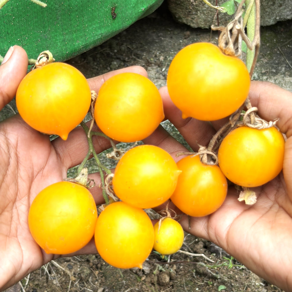 Tomato Heart Shape Seeds ( Yellow Color )