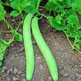 Long melon/Kakdi Desi/open poliinated Seeds(ककड़ी के देसी बीज)