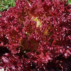 Lettuce Lollo Rossa Seeds