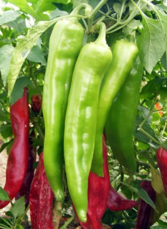 Chilli Pepper long Achari Mirch  F1 hybrid seeds