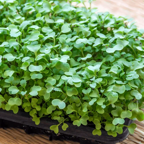 Mustard Microgreen Seeds