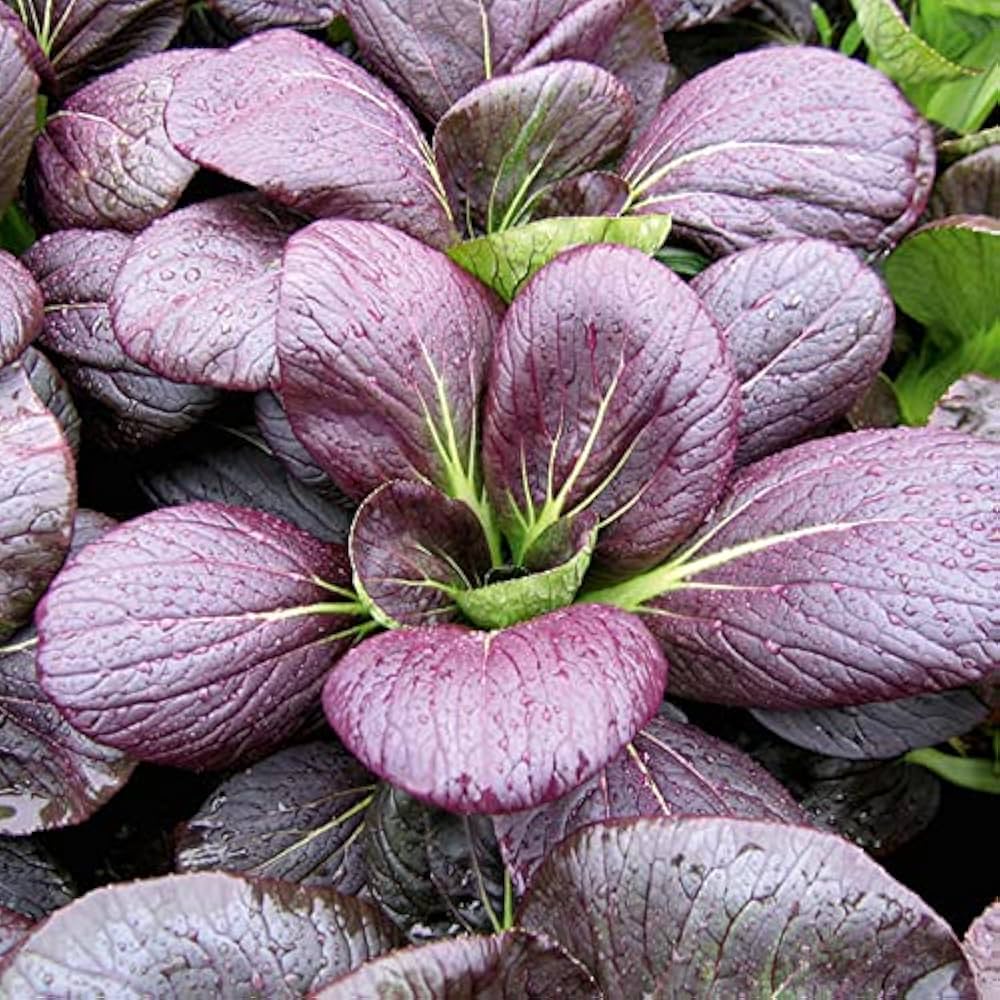 Pak Choi/ Pak Choy/Bok choi Lavender F1 Hybrid Purple Seeds