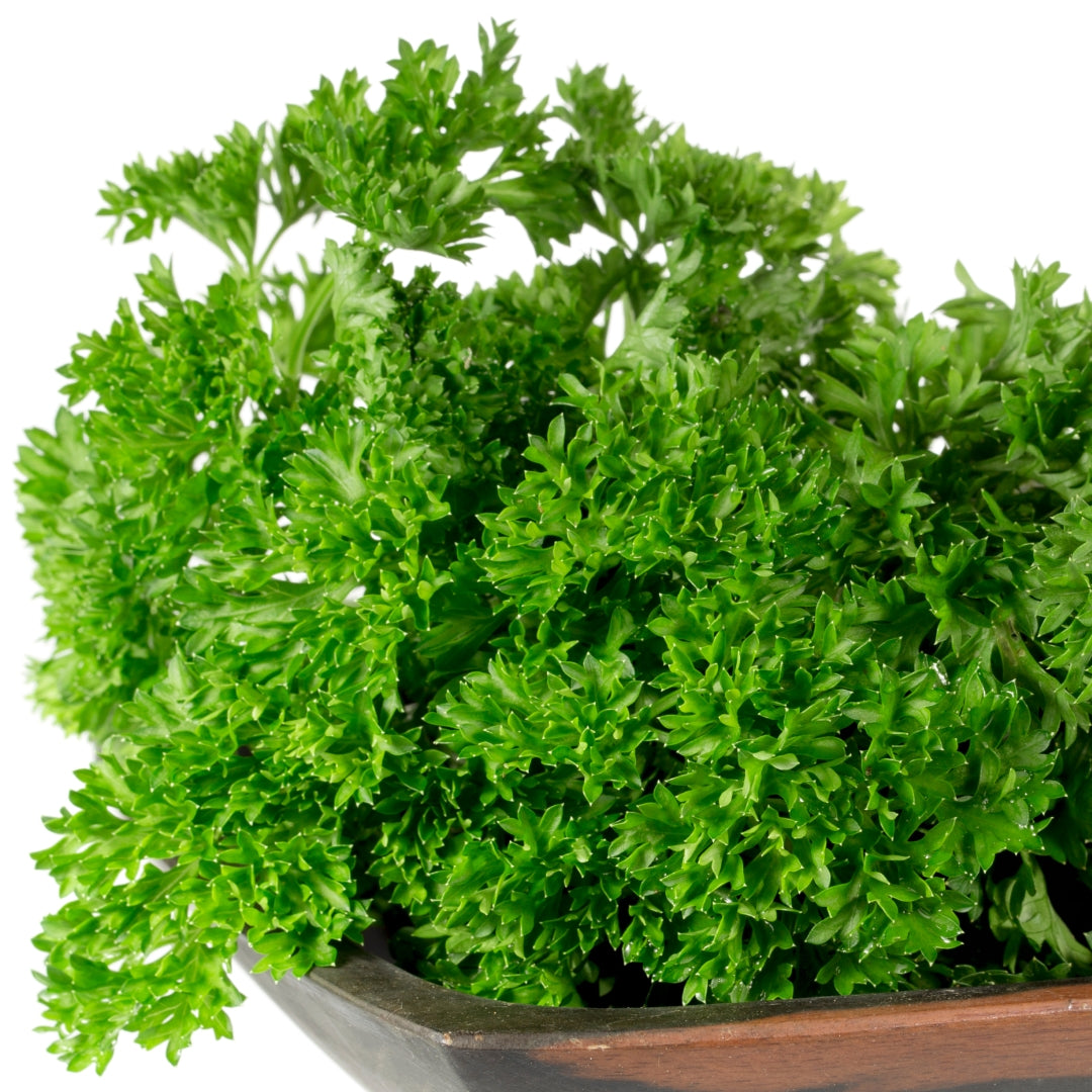 Parsely Curled Seeds