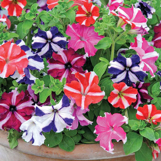 Petunia Star Marvel Mix F1 Hybrid (Gardening Centre)