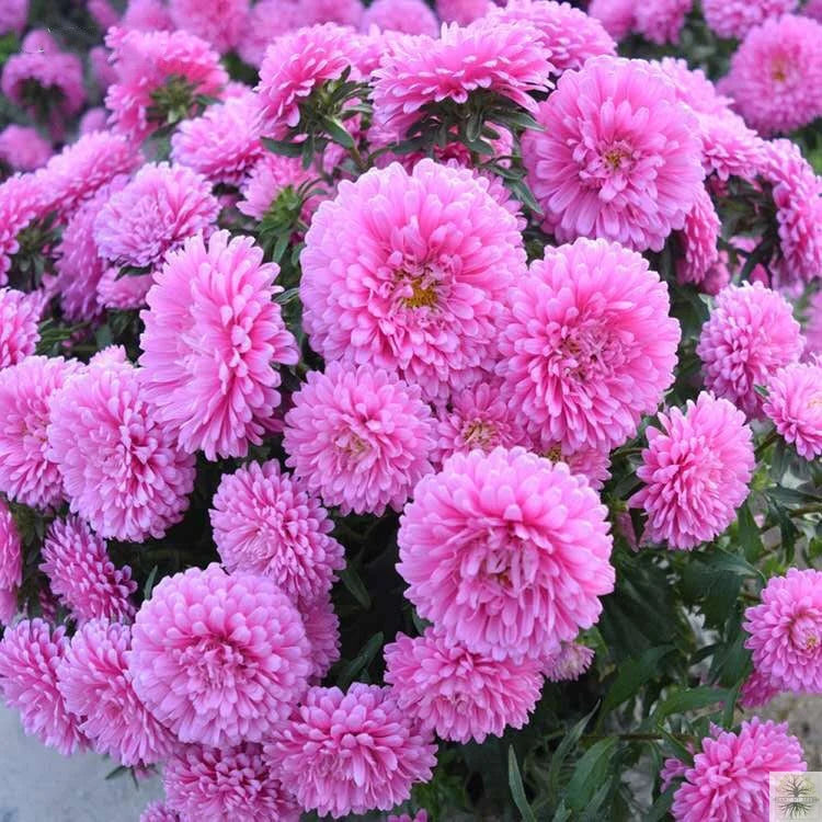 Aster Seeds (Pink)