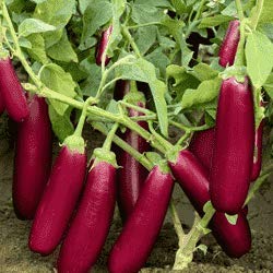 Baigan/Brinjal Pinkish Purple Seeds(High Quality)