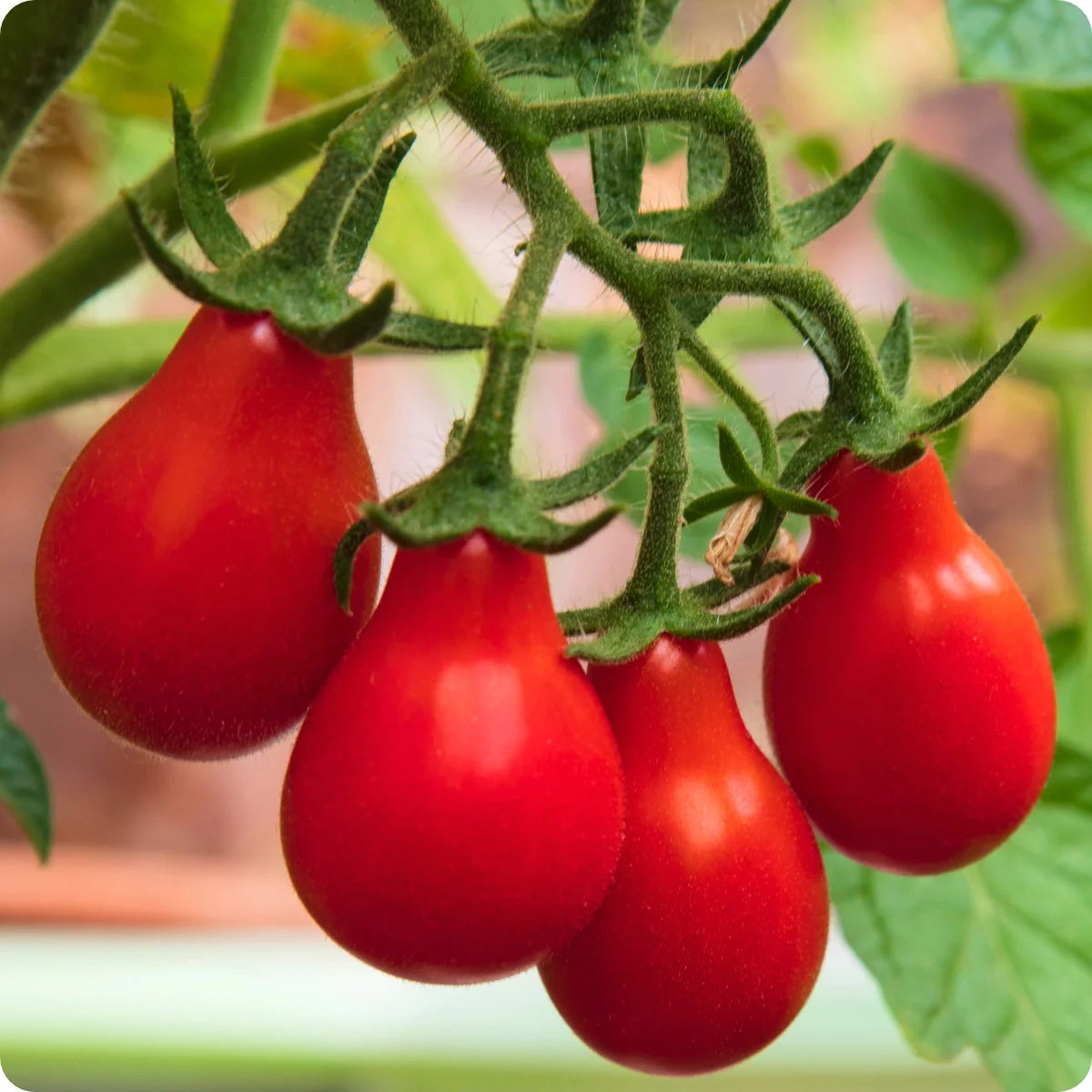 Tomato Red Pear Seeds (Pear/Balloon Cherry Tom)