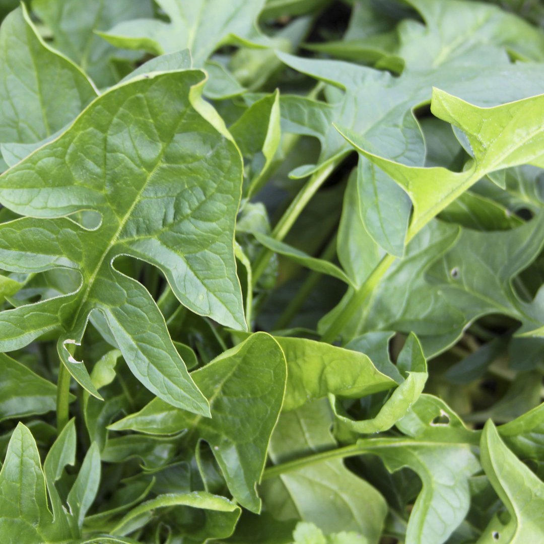 Japanese Spinach Seeds(जपानीज़ पालक के बीज )