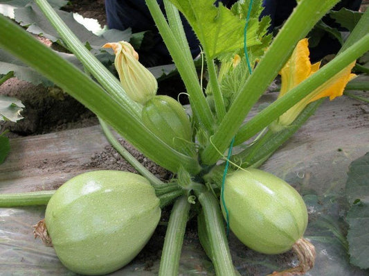 Summer Squash Round Light Green F1 Hybrid Zucchini Seeds (Chappan Kaddu)