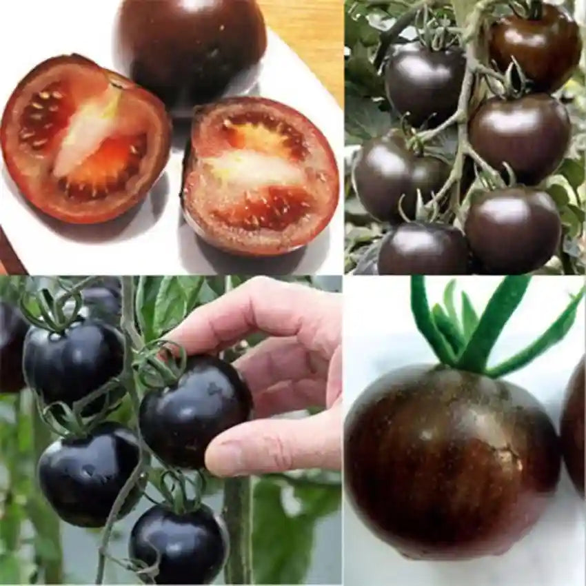 TOMATO BLACK HYBRID SEEDS