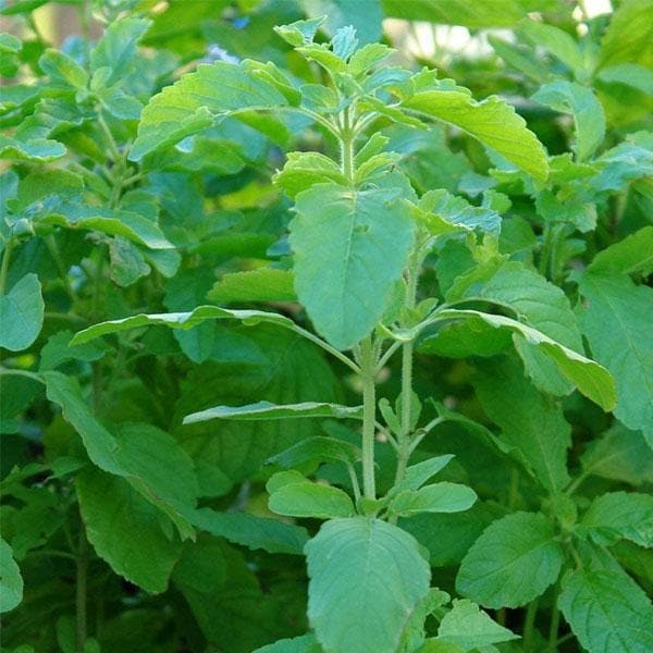 Tulsi Holy Basil Seeds