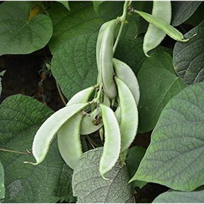 Sem Phali / Dolichos Beans Pole Type Seeds(white)
