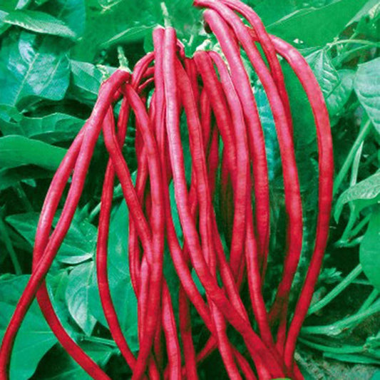 Yard Long Bean/lobiya/barbatti Seeds Red/Maroon