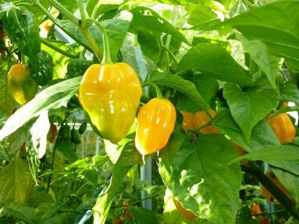 Yellow Habanero Chili Seeds