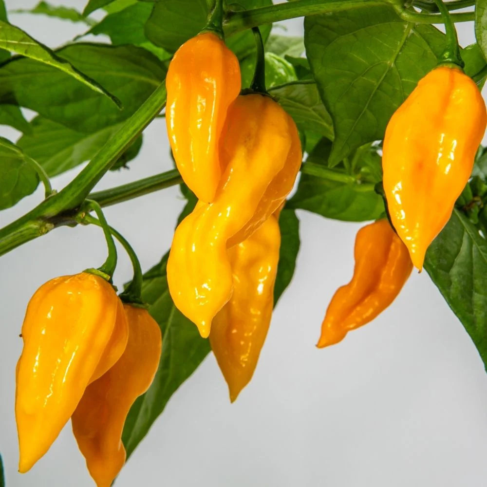 Yellow Habanero Chili Seeds