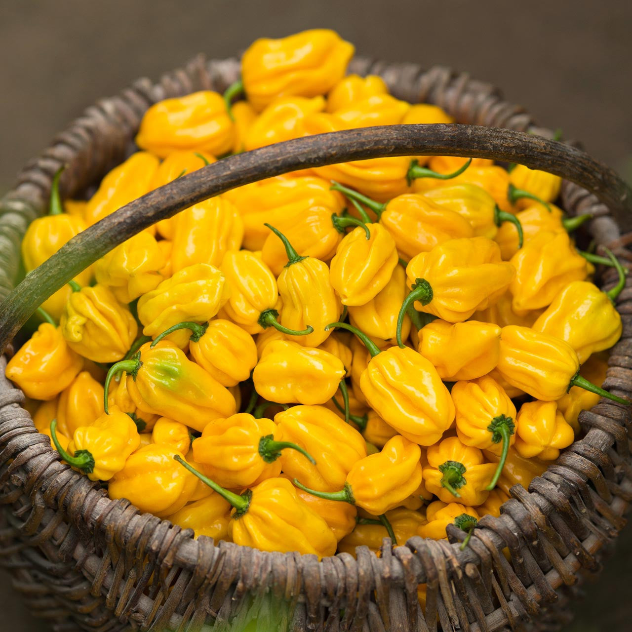 Yellow Habanero Chili Seeds